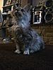 Maine Coon not putting on weight-mart1.jpg