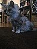 Maine Coon not putting on weight-mart2.jpg