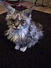 Maine Coon not putting on weight-mart3.jpg