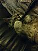 Maine Coon not putting on weight-mart4.jpg