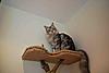 Homemade cat tree-sylvie-tree-5.jpg