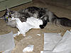 Naughty Tabby-minkeukenrol1.jpg