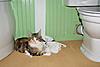 Tilly the Andrex Kitten!-tilly-bathroom.jpg