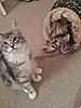 Blue Tabby Maine Coon-gracie1.jpg