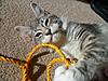 Blue Tabby Maine Coon-gracie2.jpg