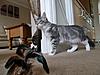 Blue Tabby Maine Coon-gracie4.jpg