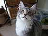 Blue Tabby Maine Coon-gracie5.jpg