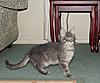 Blue Tabby Maine Coon-tia-2.jpg