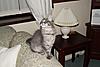 Blue Tabby Maine Coon-tia-21-12-2010-image-2.jpg