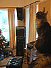 Christmas Day pics-monty-mantelpiece3.jpg