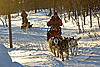 Daddy's Boy-dog-sleighs.jpg