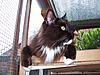 Any other Black/white/ Maine Coon Owners on here?-100_2222.jpg