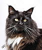 Any other Black/white/ Maine Coon Owners on here?-trafford-31.jpg