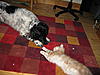 Mellow and the CLICKER TRAINING-img_0002_2.jpg