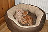 Our new Kittens-img_2440.jpg