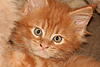 Our new Kittens-img_2444.jpg