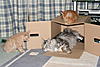 Our new Kittens-img_2551.jpg