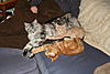 Our new Kittens-img_2532.jpg