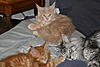 Our new Kittens-img_2562.jpg