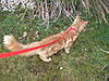 Pics of Harry in his harness-027.jpg