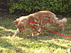 Pics of Harry in his harness-021.jpg