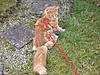 Pics of Harry in his harness-024.jpg