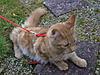 Pics of Harry in his harness-025.jpg