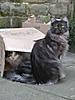 Some Cat Piccies-small-mnb-box1.jpg