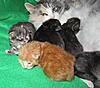 We have Babies-12-05-kittens-2011-034.jpg