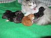 We have Babies-12-05-kittens-2011-024.jpg