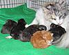 We have Babies-12-05-kittens-2011-025.jpg