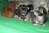 We have Babies-kittens-16-05-2011-067.jpg