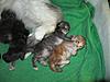 We have Babies-kittens-16-05-2011-055.jpg