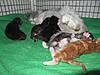 We have Babies-kittens-16-05-2011-059.jpg