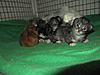 We have Babies-kittens-16-05-2011-068.jpg