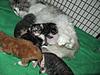 We have Babies-kittens-16-05-2011-063.jpg