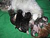 We have Babies-kittens-16-05-2011-060.jpg