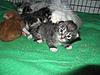 We have Babies-kittens-16-05-2011-069.jpg