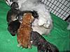 We have Babies-kittens-16-05-2011-062.jpg