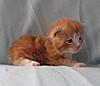 We have Babies-kittens-22-05-2011-215.jpg