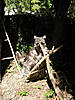 Home Made Cat Playground-small-monty-wigwam1.jpg