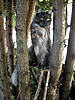 Home Made Cat Playground-small-monty-tree-platform4.jpg