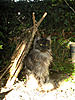 Home Made Cat Playground-small-monty-wigwam5.jpg