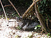 Home Made Cat Playground-small-monty-wigwam4.jpg