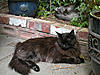 Home Made Cat Playground-small-lnm-garden1.jpg