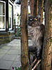 Home Made Cat Playground-small-monty-tree-platform2.jpg