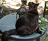 Home Made Cat Playground-small-larry-garden2.jpg