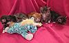 We have Babies-kittens-28-05-2011-083.jpg