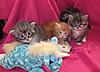 We have Babies-kittens-28-05-2011-093.jpg