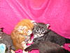 We have Babies-kittens-28-05-2011-116.jpg